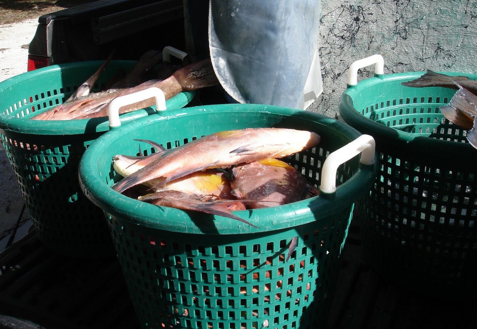 Blue Starr Gallery Shelly's Seafood in Homosassa