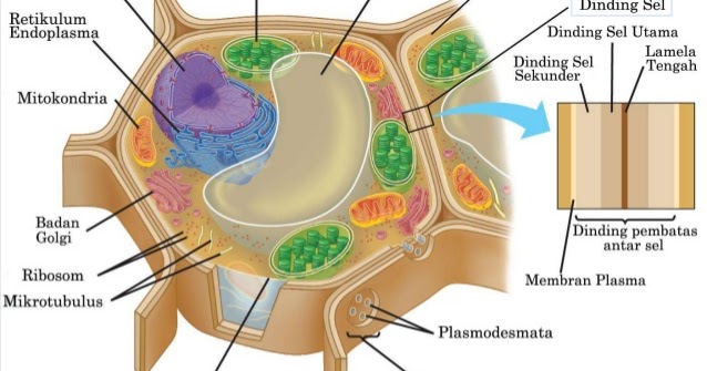 Hana Safitri SEL TUMBUHAN