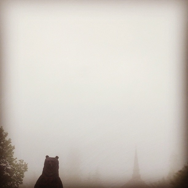 bear in the fog