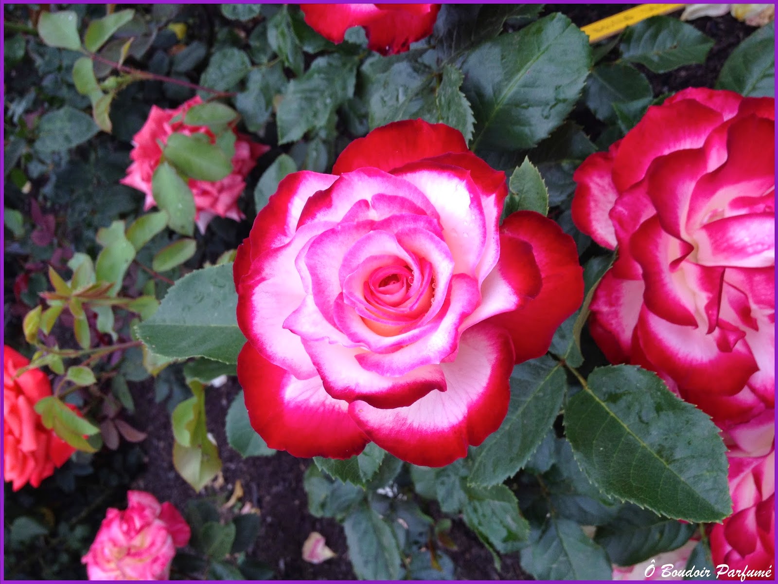 Bon Sens Et Deraison Moutarde Des Champs