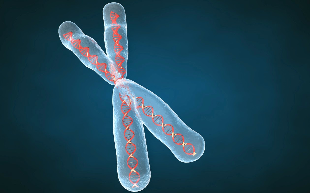 Cromosomas en biologia