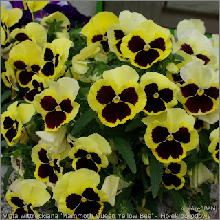 Viola wittrockiana 'Mammoth Queen Yellow Bee' - Fiołek ogrodowy, bratek