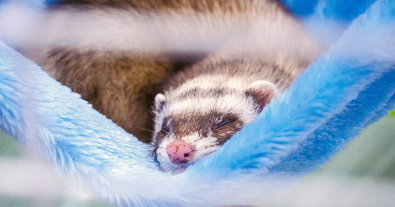 Animal Qui S Adapte à Son Environnement