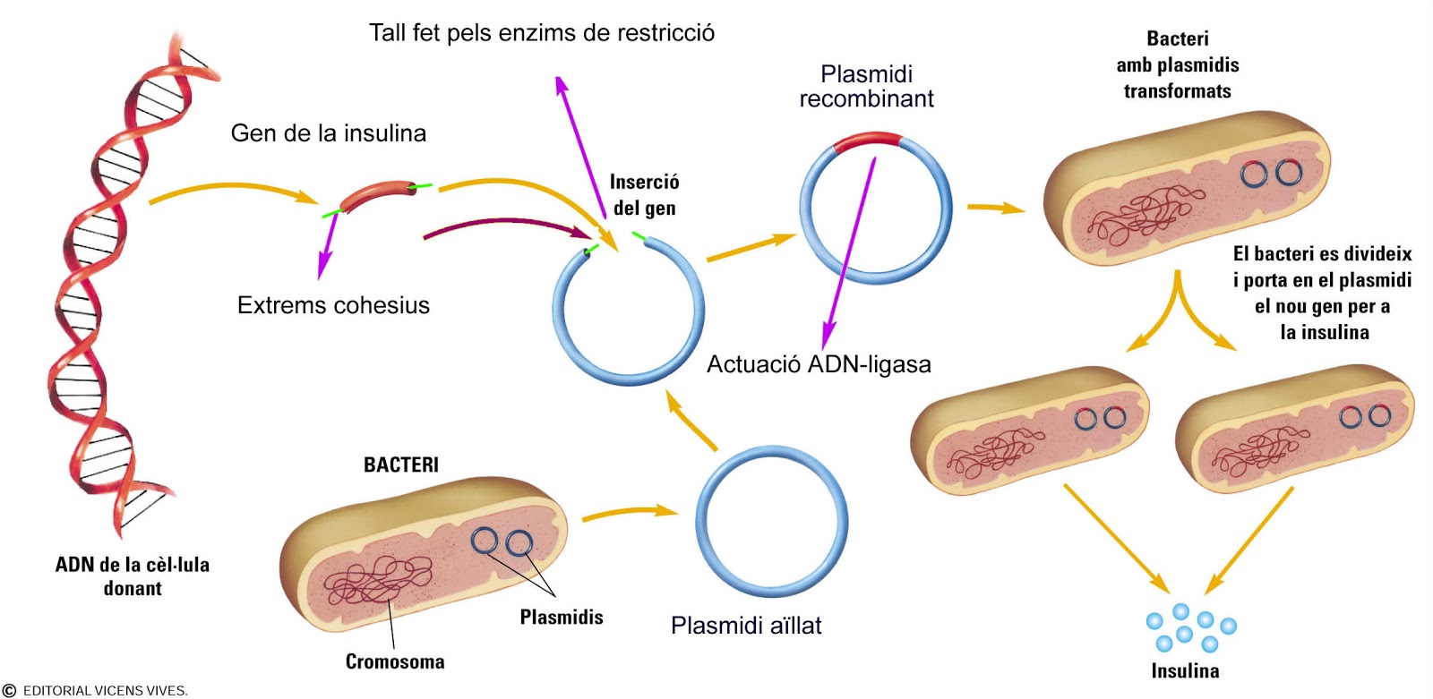Diabetes ADN EN LA DIABETES MELLITUS