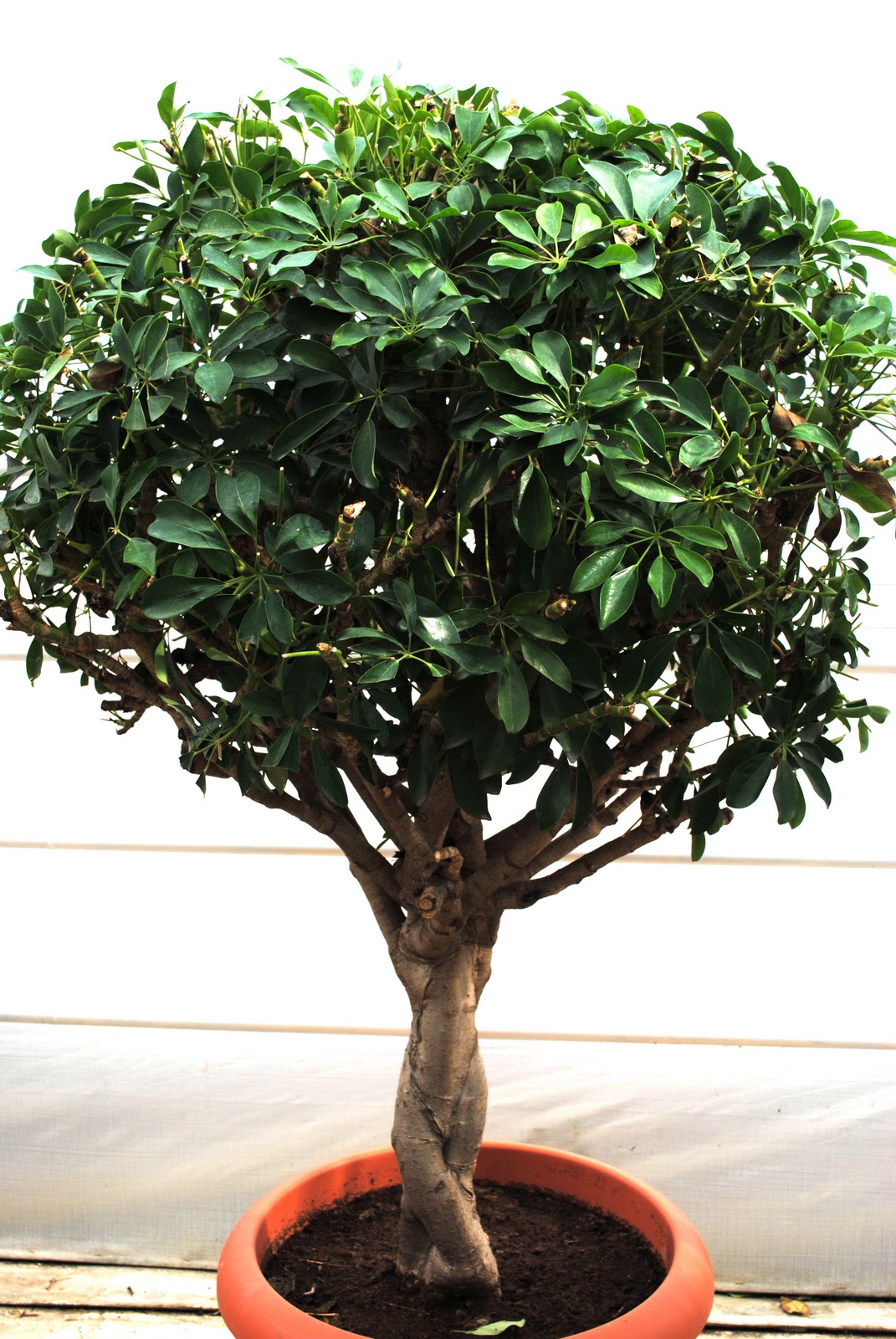 Parkträdgårdsbloggen: Paraplyaralia