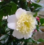 Camelia