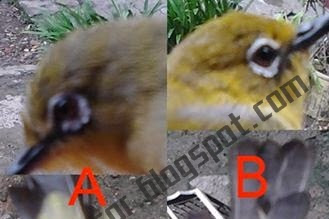 43+ Ciri2 burung pleci betina terbaru