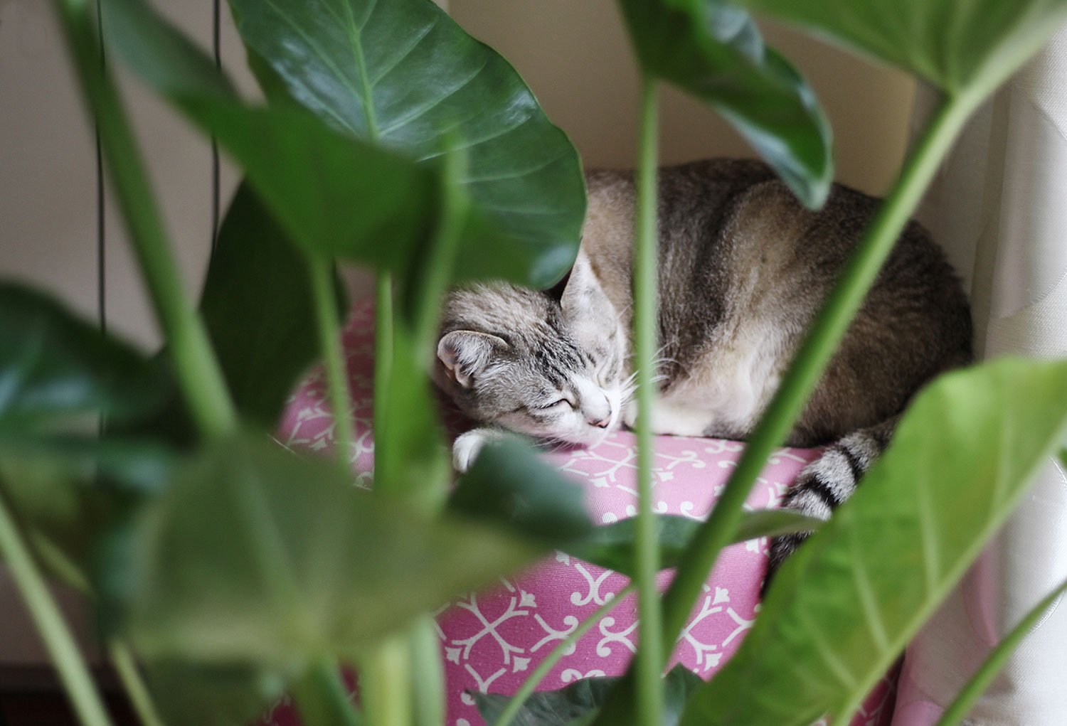 Os benefícios do Nesting Homes in Colour