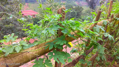 Manfaat Daun Pare Bagi Kesehatan Dan Pengobatan Alami  pare atau orang sunda menyebutnya paria adalah jenis tanaman rambat yang banyak ditanam u Manfaat Daun Pare Bagi Kesehatan Dan Pengobatan Alami