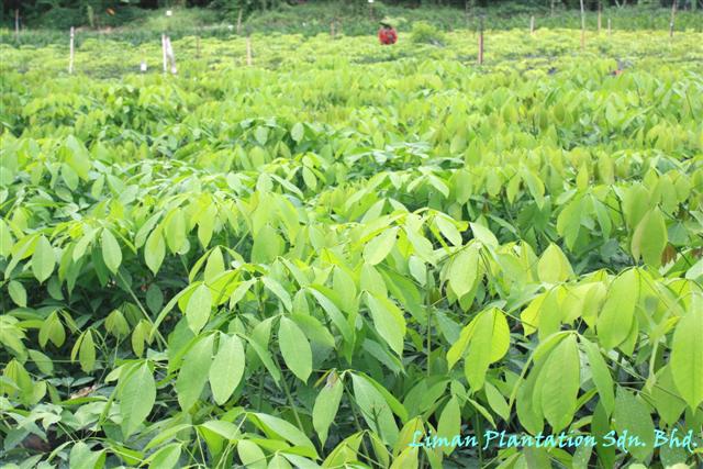 BASIC SCIENCE 7: മണ്ണില്‍ പൊന്നുവിളയിക്കാം