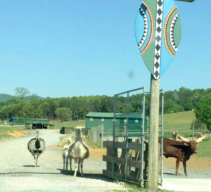 Pennsylvania & Beyond Travel Blog Virginia Safari Park & Zoo in