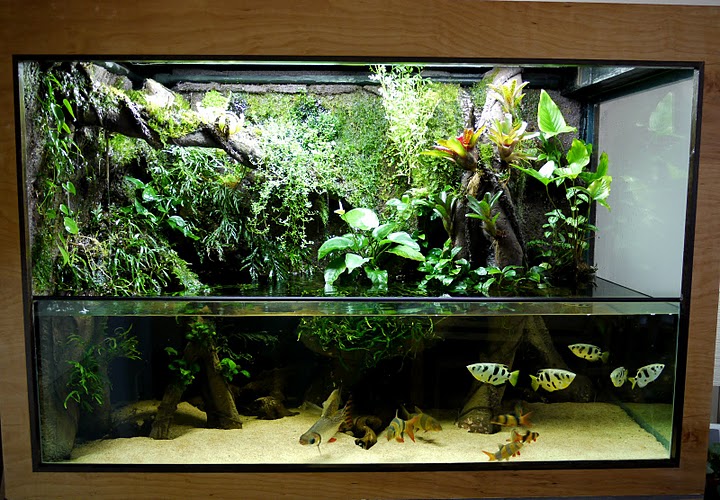 Giant Aquariums 300 Gal. paludarium