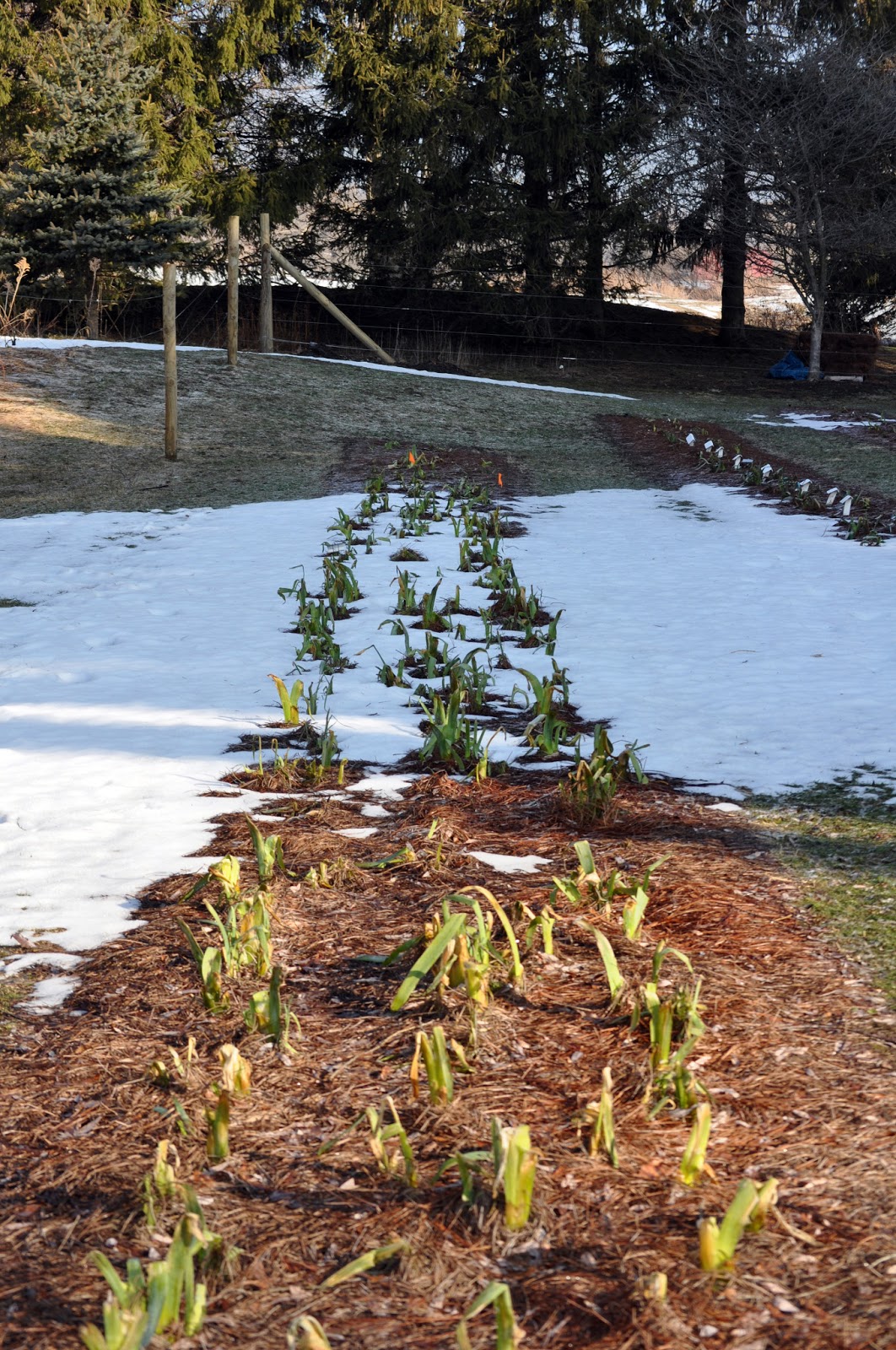 World of Irises Louisiana Irises Grow Well in Upstate New York