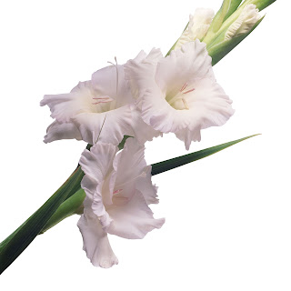 Цветок Жанны - гладиолус 