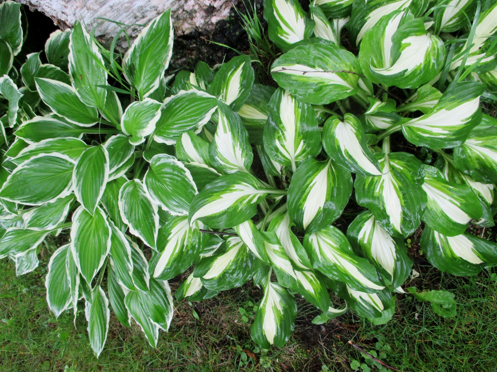 Canadian Needle Nana Keepsake Needlearts More to Love