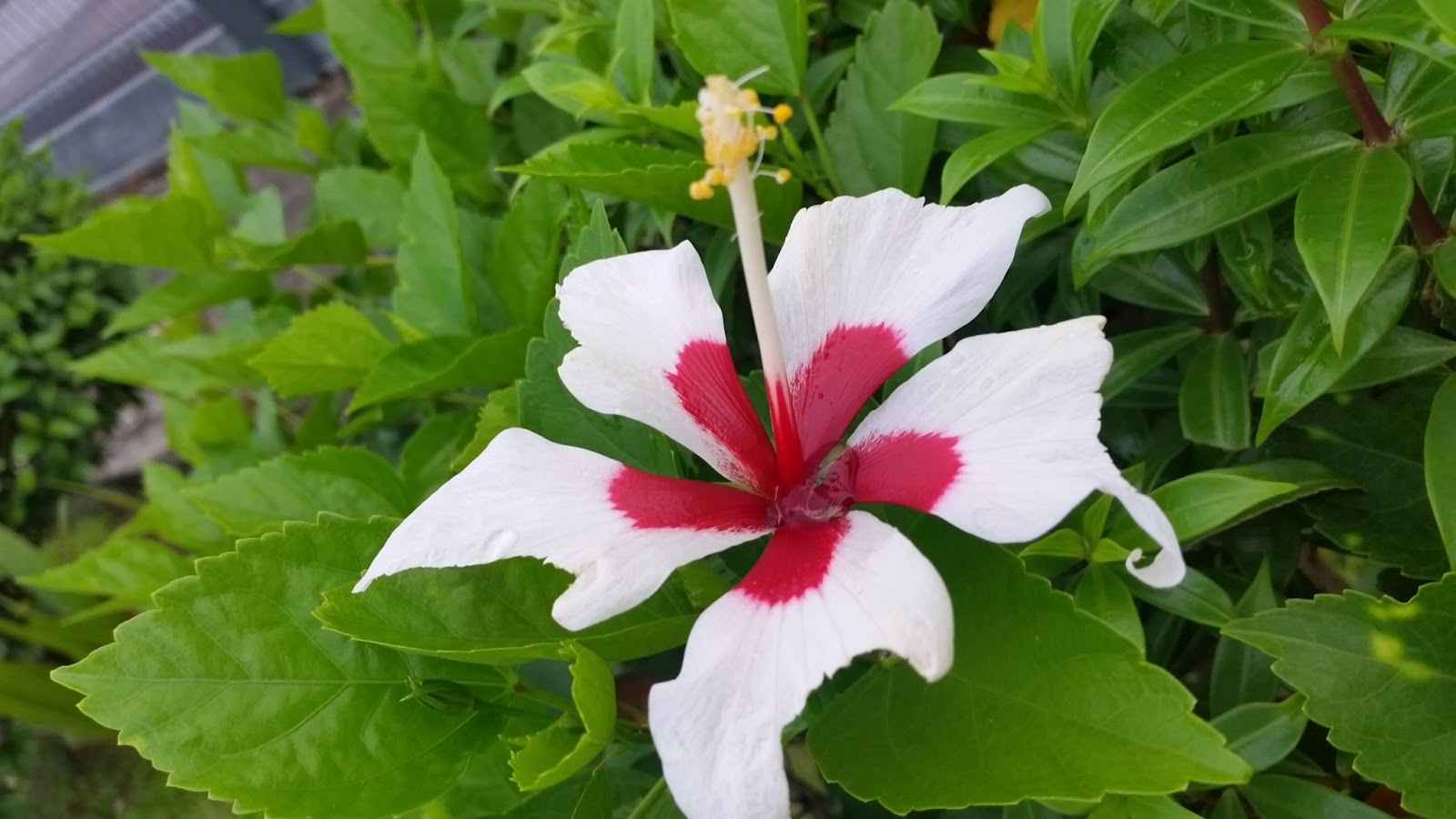 Rose' World: Colours of hibiscus