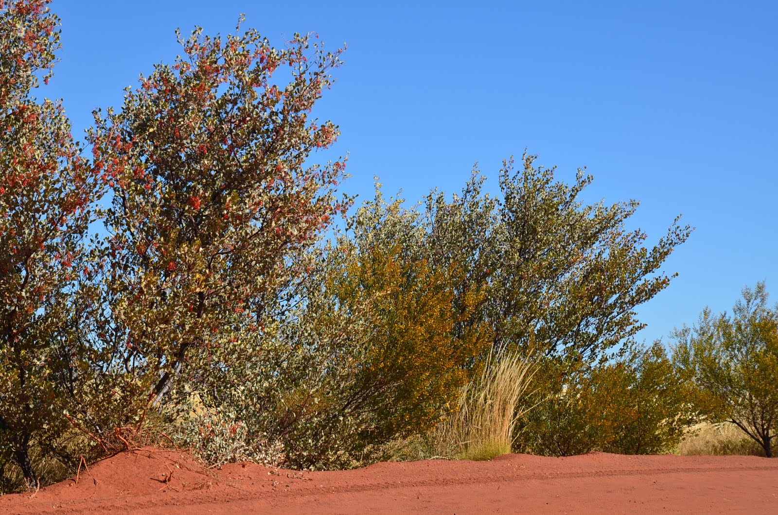 Grevillea wickhamii