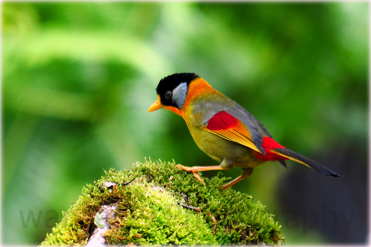 wanzai99 PHOTOGRAPHY: Burung Rimba Telinga Perak