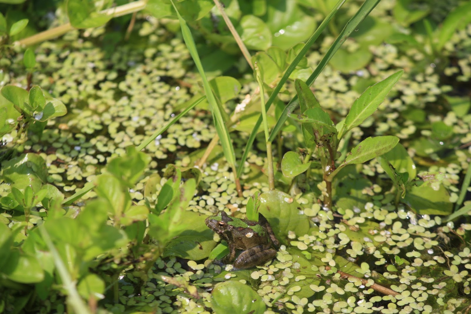 Frog pond The Prairie Year