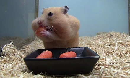 Nur ein kleiner Hamster der fünf kleine Karotten hamstert ( 2 Videos )