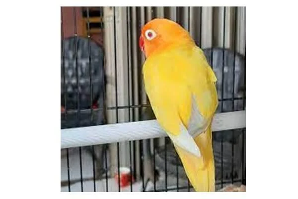 lovebird lutino