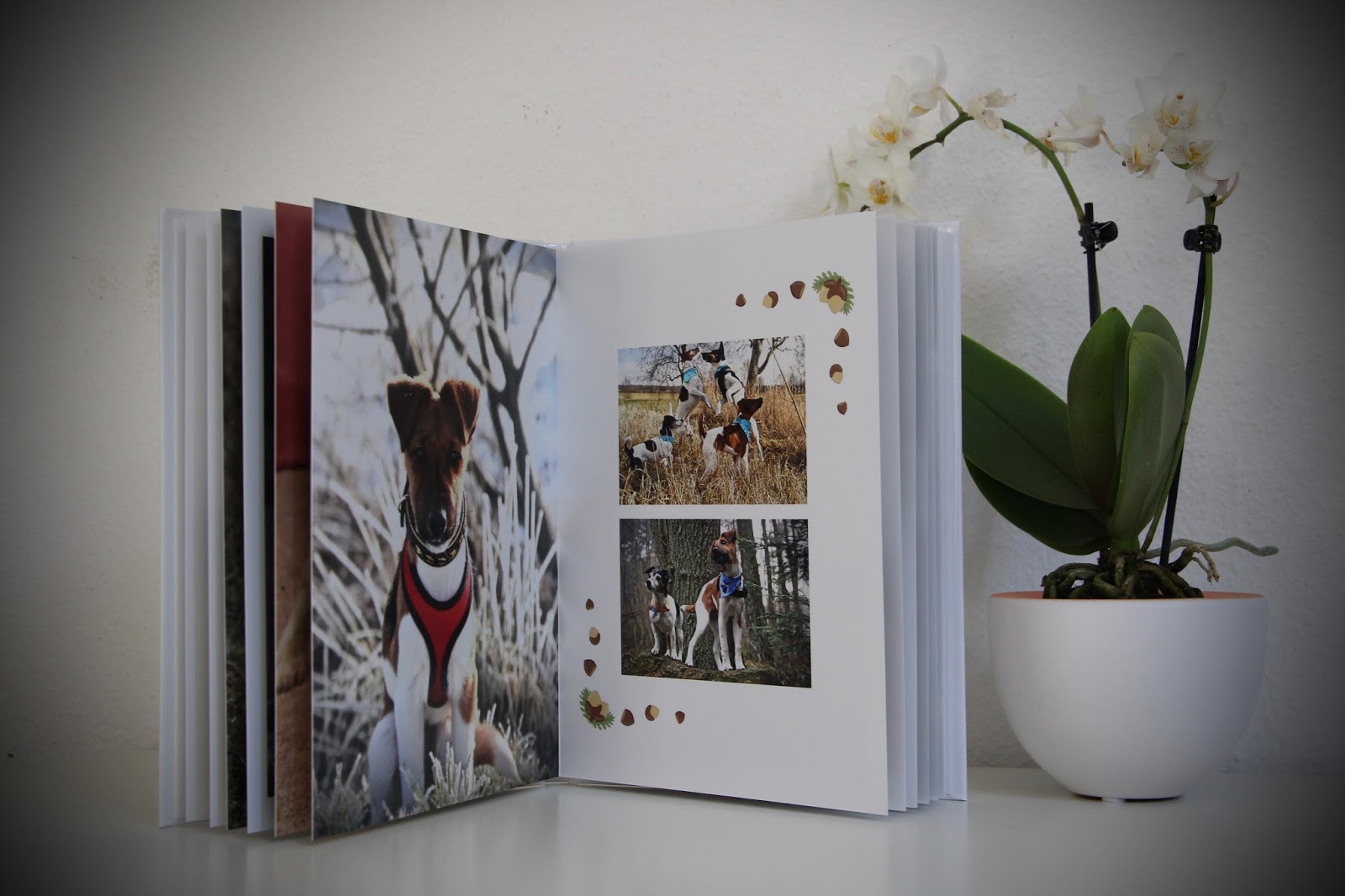 Die Pfotengang Und Jedem Anfang Wohnt Ein Zauber Inne