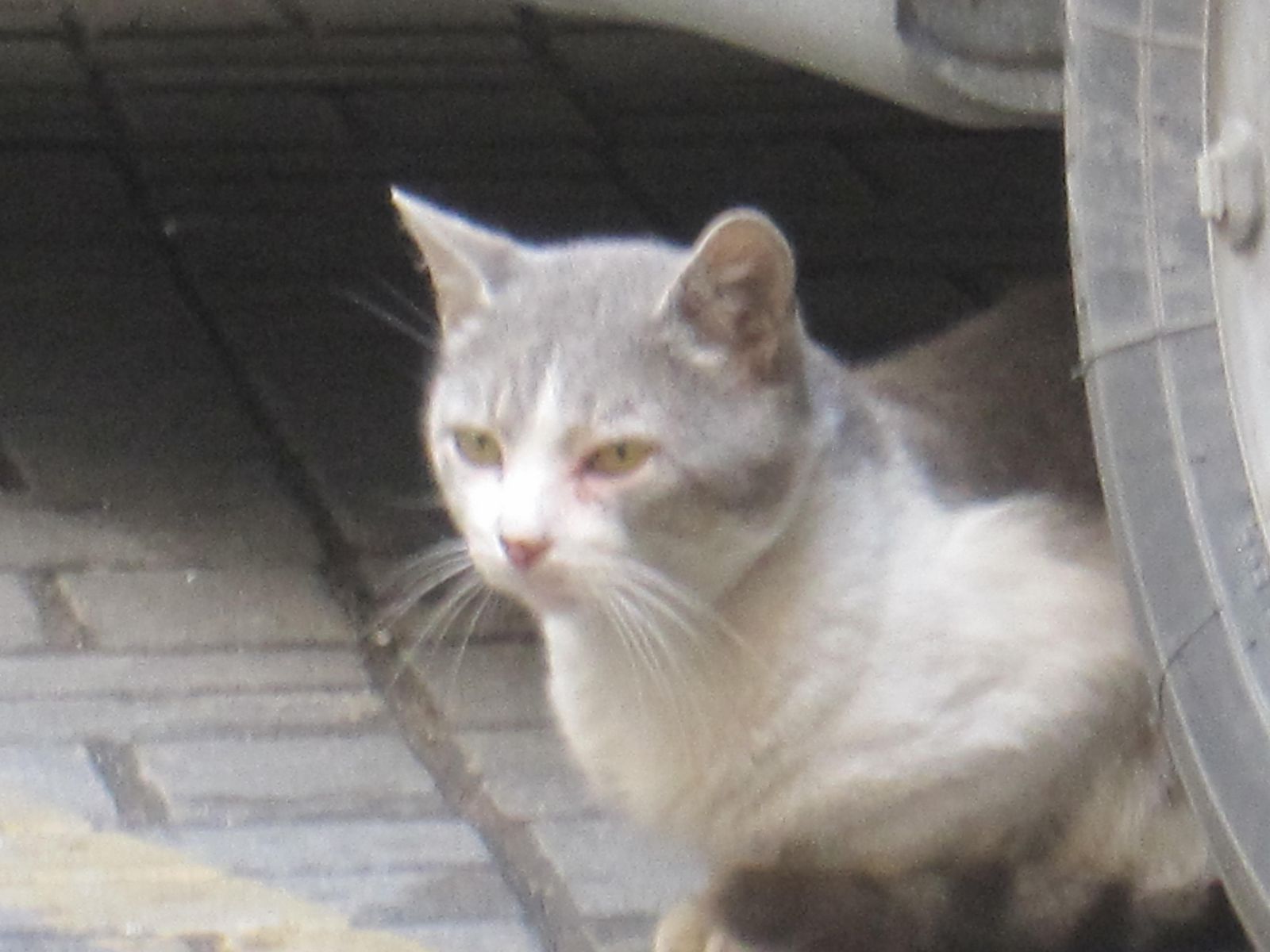 オデッサ海岸通り 5月 16