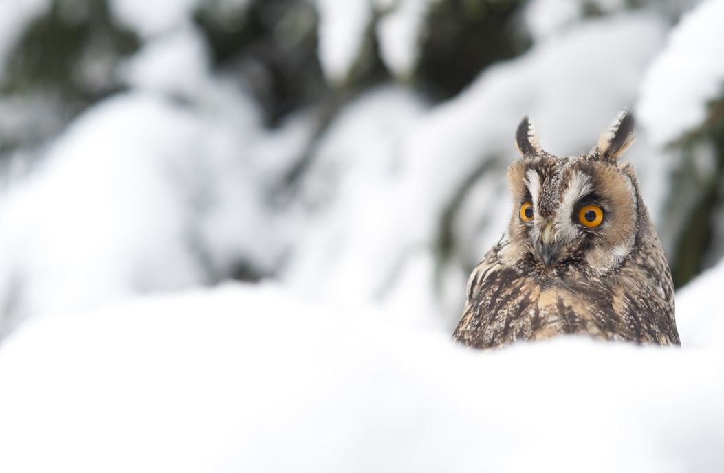 4. Photograph Long Eared Owl in deep snow. by Russel Davidson