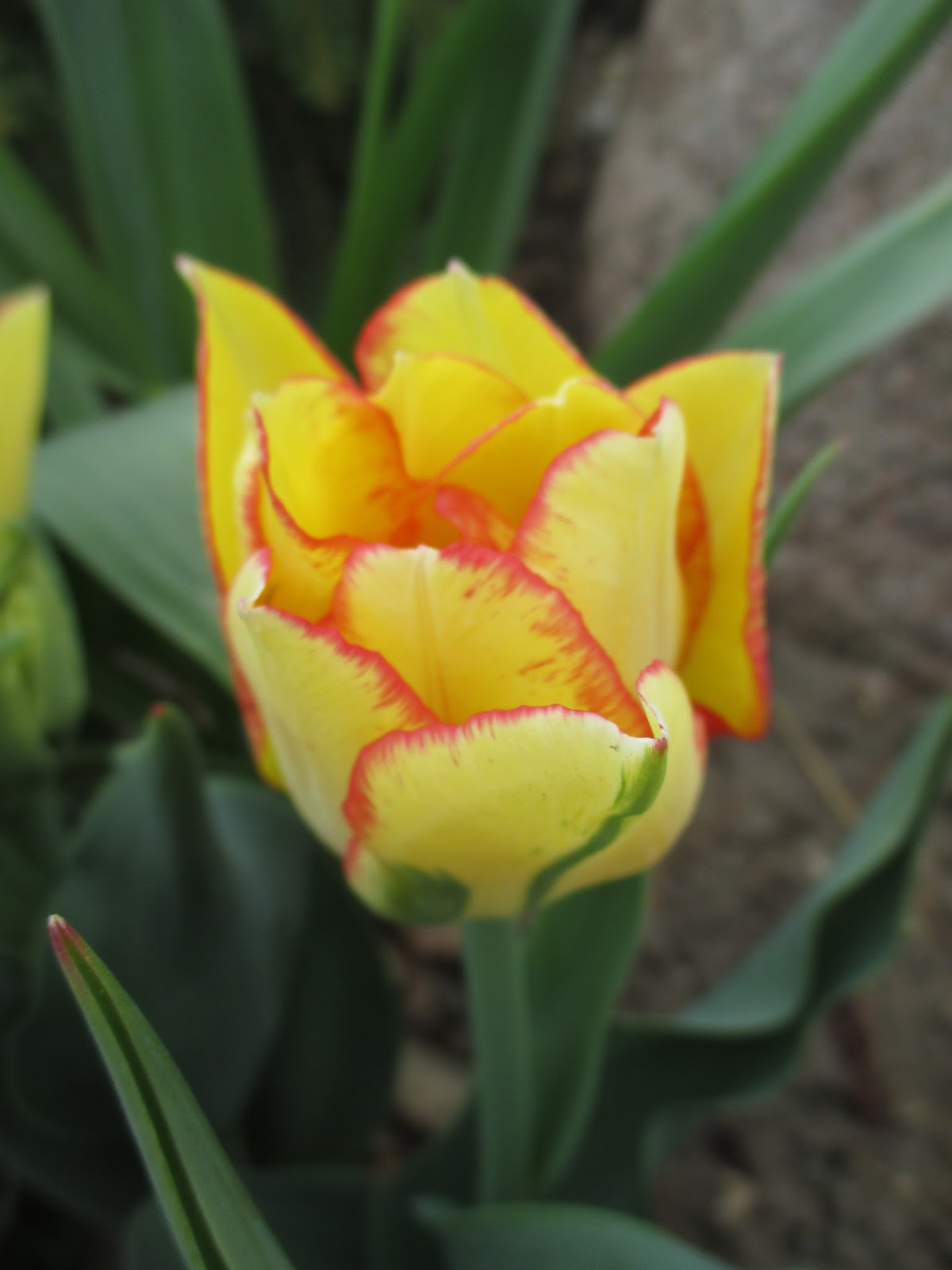 Flora Wonder Blog Viburnum When You Can Mulch Them