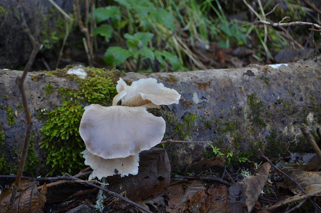 mushroom on a log