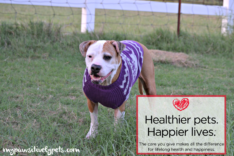 3 Ways to Keep Your Pet Healthy #GetHealthyHappy | Pawsitively Pets