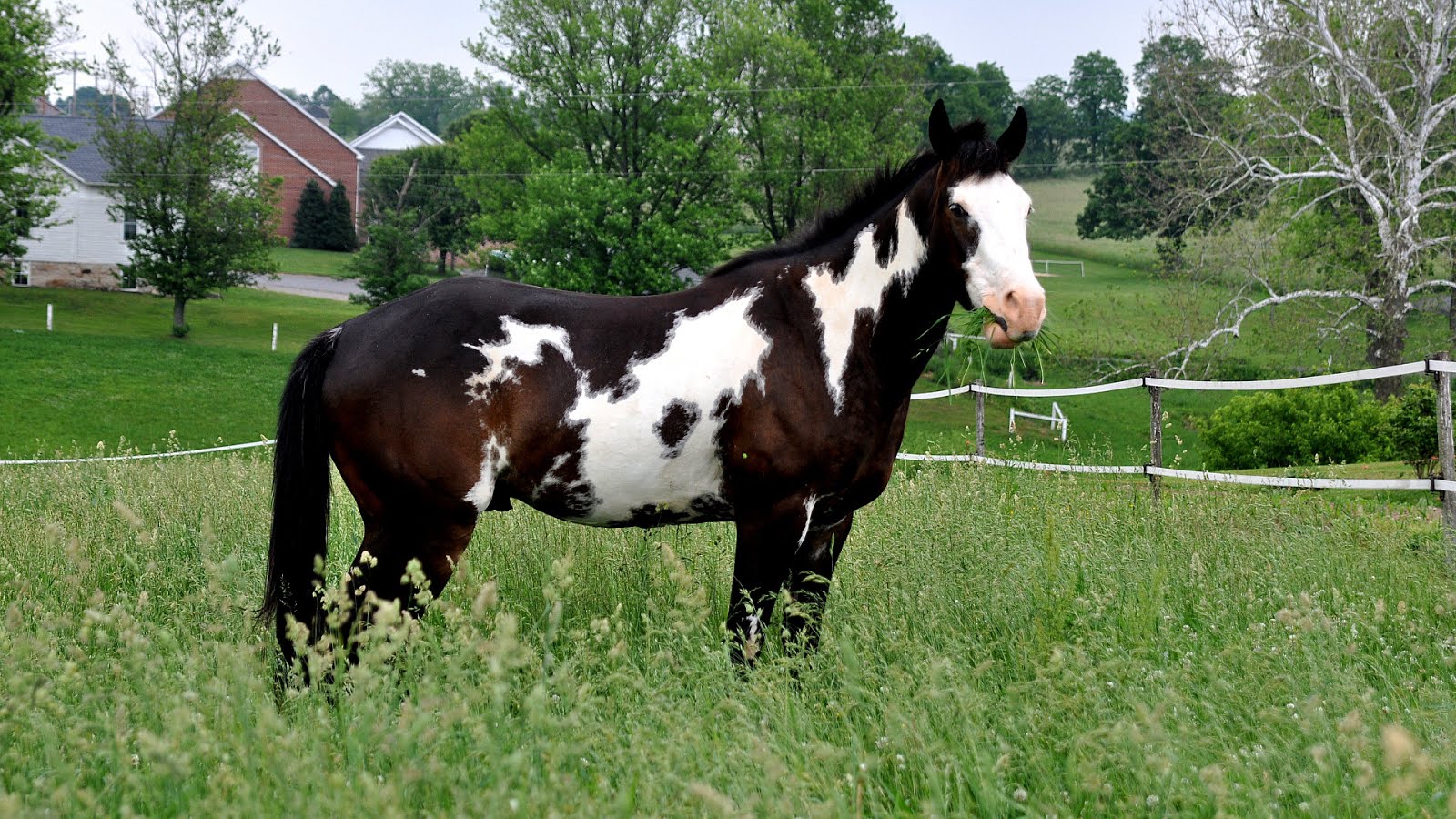 Black And White Pinto Horse Black Choices