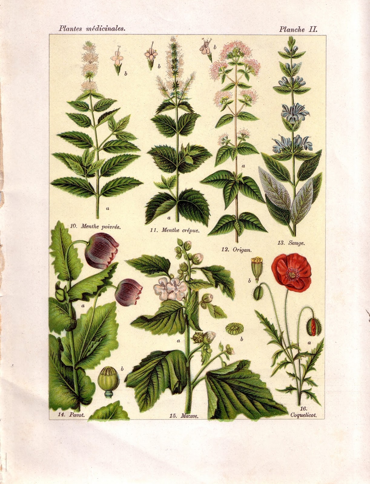 Pharmacopée naturelle - Plantes médicinales sauvages