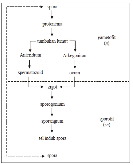 Metagenesis Tumbuhan Paku dan Lumut | Materi dan Soal Biologi