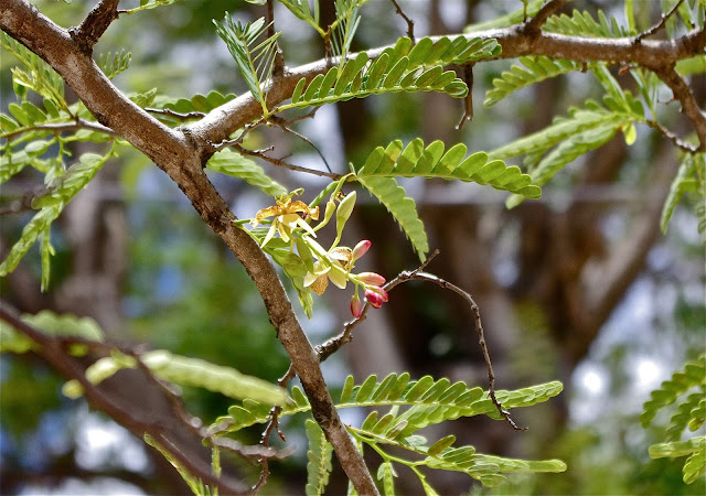 tamarinier, Sainte Anne, 