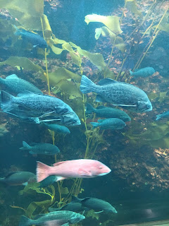 葛西臨海水族園の魚