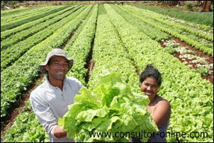 Salário-maternidade. Trabalhadora rural segurada especial.