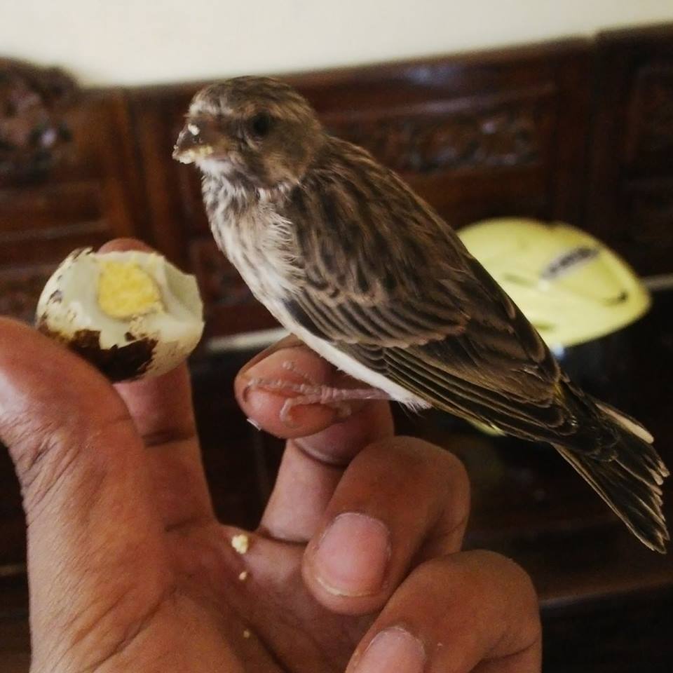 Pelihara Blackthroat, Ini Menu Wajib Yang Harus Disiapkan - Gaco Gacor