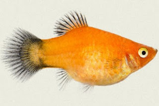 Ikan Platy Gold Wagtail Gambar Ikan Platy Gold Wagtail
