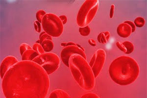 Pengertian Dan Fungsi Sel Darah Merah