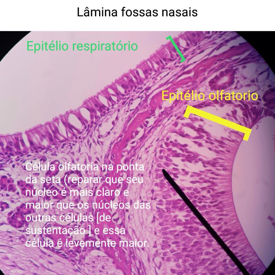HISTOLOGIA90 HISTOLOGIA DA CAVIDADE NASAL E DA LÍNGUA HISTOLOGIA90 HISTOLOGIA DA CAVIDADE NASAL E DA LÍNGUA