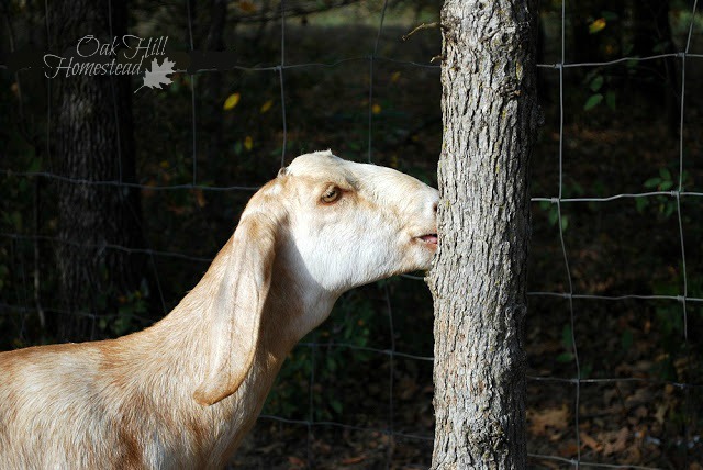 This yearling goat was disbudded as a kid, so she has no horns.