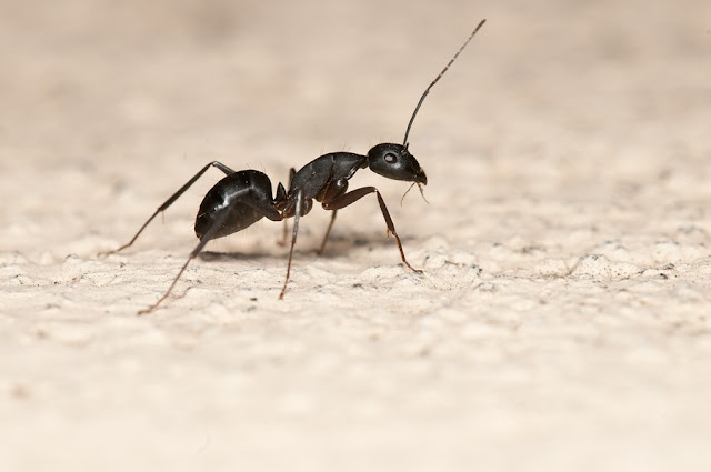 نصائح مكافحة وابادة النمل 