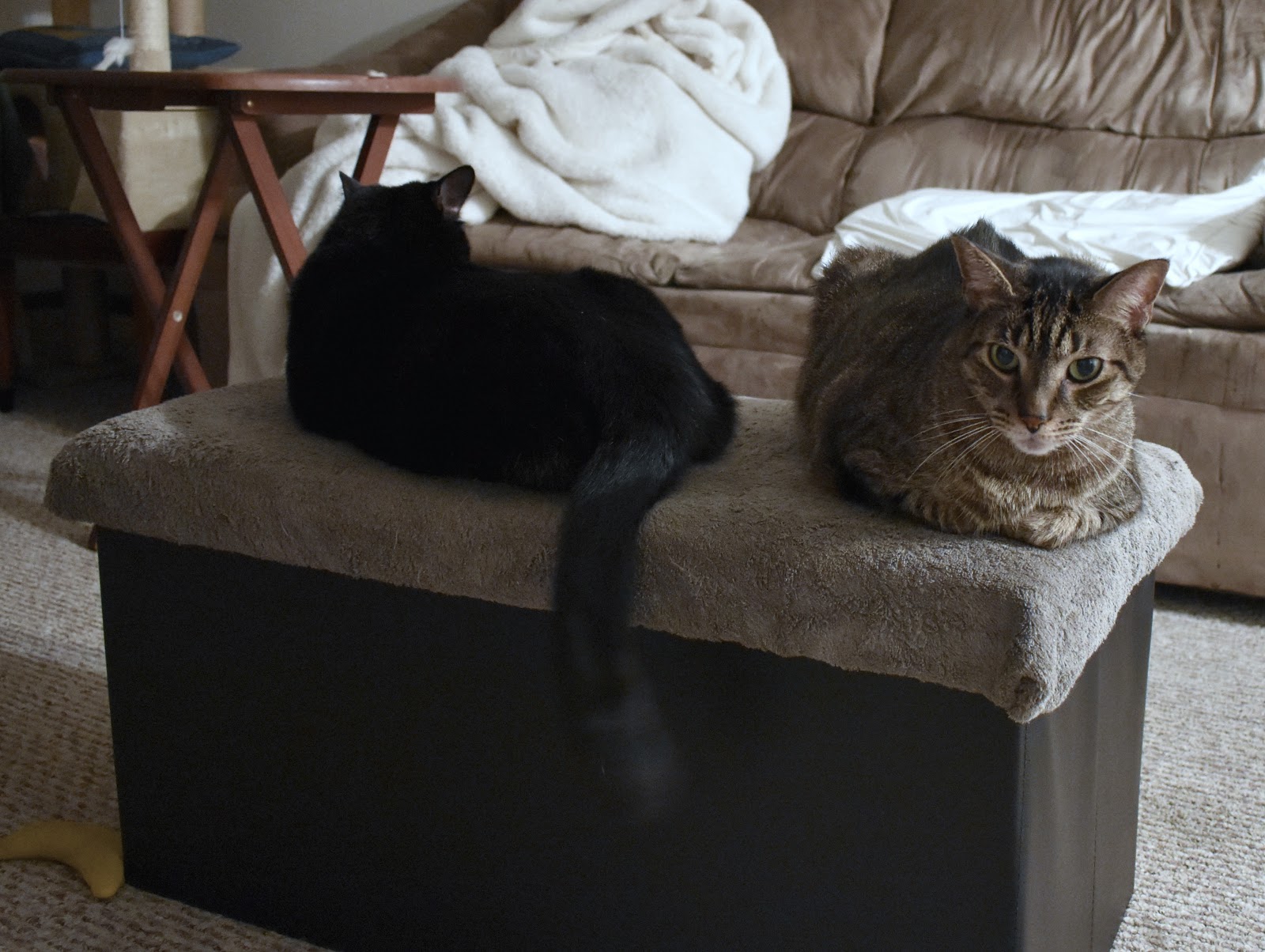 Do cats need human interaction or are they completely fine on their own