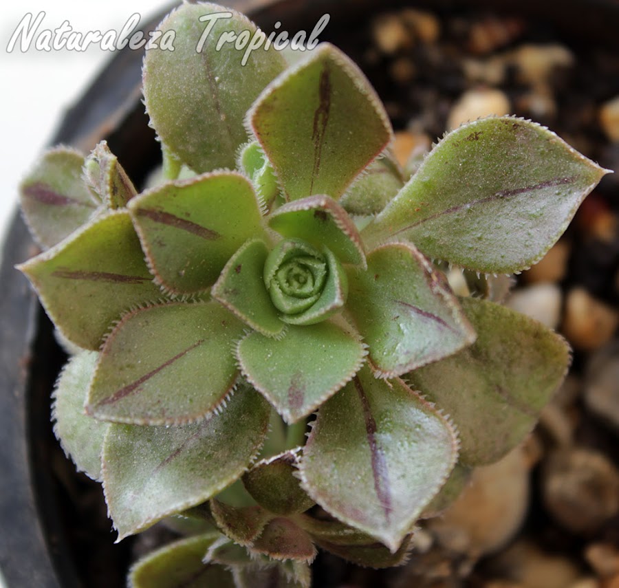 Otra imagen del Bejeque, Aeonium mascaense