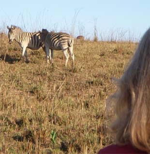 Zebra in Swaziland