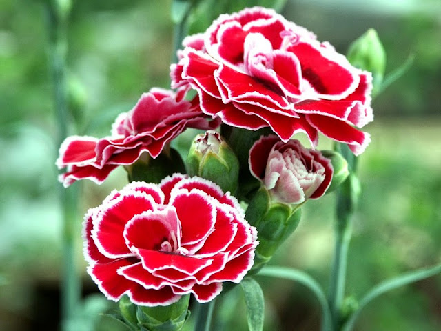 Mau Memberikan Bunga Kepasangan Tapi Bingung Pilih Bunga Apa, Berikut Referensi 6 Bunga Paling Romantis Untuk Orang Tercinta Mau Memberikan Bunga Kepasangan Tapi Bingung Pilih Bunga Apa, Berikut Referensi 6 Bunga Paling Romantis Untuk Orang Tercinta