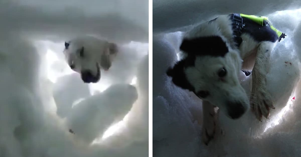 A Brave Mountain Rescue Dog Saved A Man Who Was Buried Deep Under The Snow