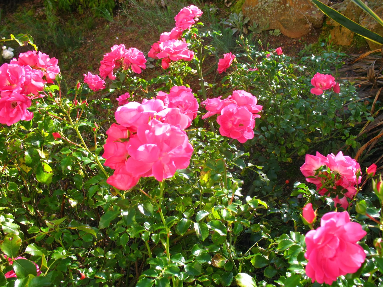 Roses du jardin Chêneland: Encore des roses....