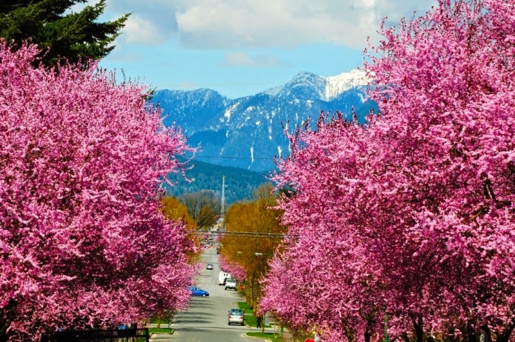 5. Vancouver, Canada - Top 10 Blooming Cities in Spring